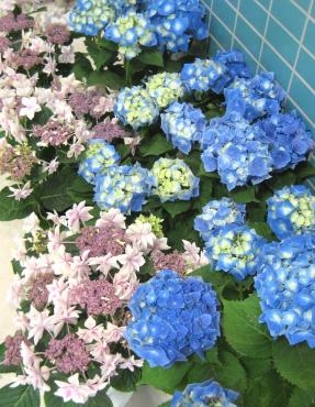 today's works 2013.05.27｜「フローリストムラカミ」　（東京都練馬区の花キューピット加盟店 花屋）のブログ